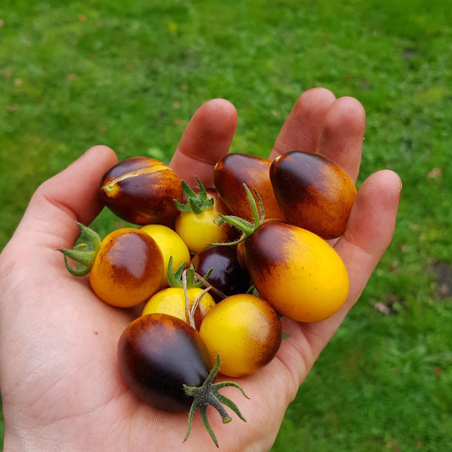 Felix Hobby Garten Hobbygärtner und GartenYouTuber aus